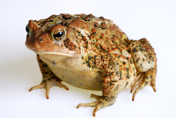 Whole body front view of American Toad on white background