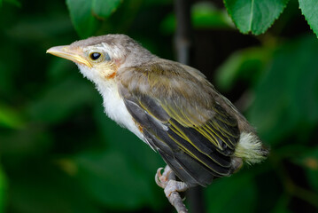 Fledgling house sparrow clinging to a tree branch