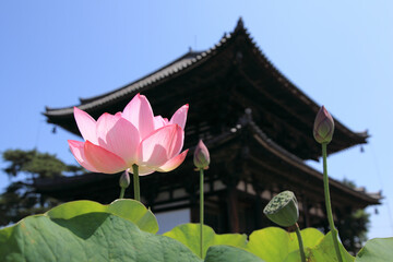蓮の花咲く喜光寺