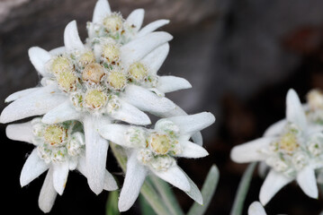 Close up of Edelweiss flowers with wooly leaves among rocks