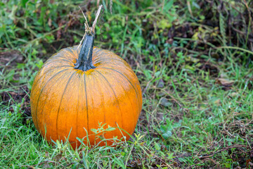 Beautiful pumpkin over fall landscape with lawn, trees and foliage.  Orange pumpkins over nature background. Autumn harvesting nature concept.

