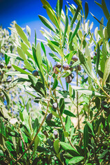 Olivas en rama de olivo