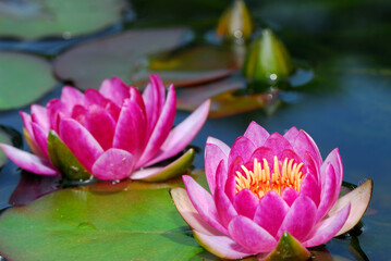 Close up of waterlily flowers floating on the pond