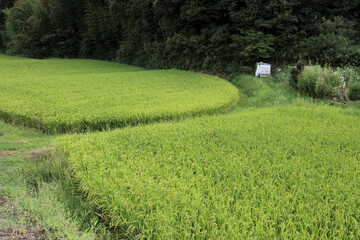初秋の田園