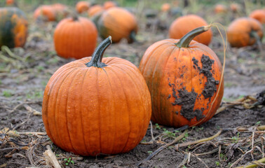 Beautiful pumpkin over fall landscape with lawn, trees and foliage.  Orange pumpkins over nature background. Autumn harvesting nature concept.
