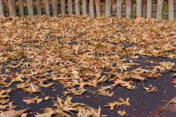 Large pile of autumn leaves on the ground