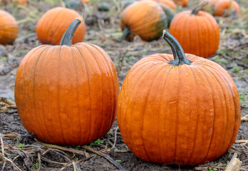 Beautiful pumpkin over fall landscape with lawn, trees and foliage.  Orange pumpkins over nature background. Autumn harvesting nature concept.
