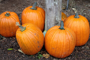 Beautiful pumpkin over fall landscape with lawn, trees and foliage.  Orange pumpkins over nature background. Autumn harvesting nature concept.
