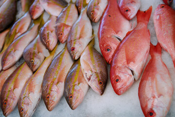 Red and Yellow Tail Snappers on ice at the fish market