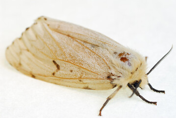 Female gypsy moth on white paper