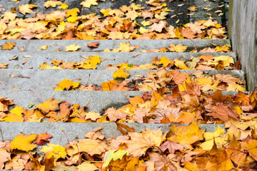 autumn leaves background