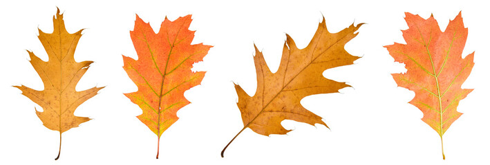 autumn leaves isolated on white background
