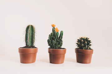 Potted cacti all in a row with white background