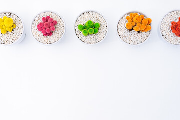 colourful cacti aligned in a row and a white background