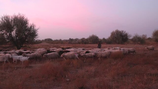 elderly rural shepherd herds sheep, goats and rams into the pasture. Sunrise light. Backlight in dust and fog