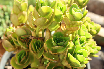 Green flower