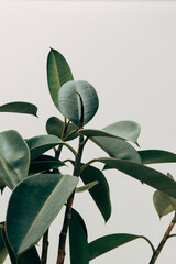 Rubber plant and white background