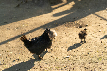 Obraz premium Portrait of a purebred chicken on the background of a chicken coop.