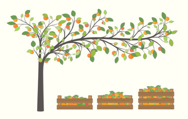Tree with fruit and boxes with orange fruit 