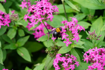 carpenter bee and pink flower