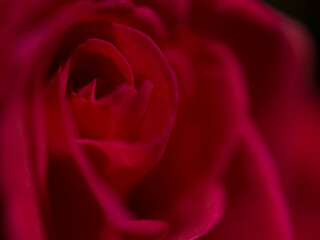 赤いバラの花