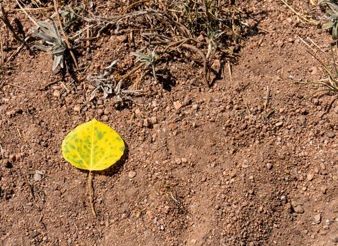Solitary Golden Yellow Aspen Leaf on Dirt 