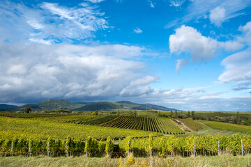 Fototapeta na wymiar Blick über Weinfelder auf den Pfälzerwald