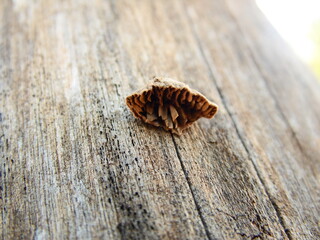 Mini Cogumelo 