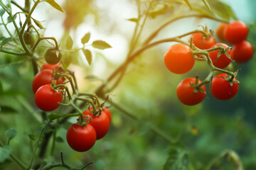 Tasty ripe tomatoes on bush outdoors, closeup