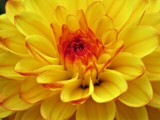 yellow dahlia flower