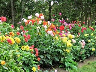 Fototapeta na wymiar colorful dahlia flowers in the garden