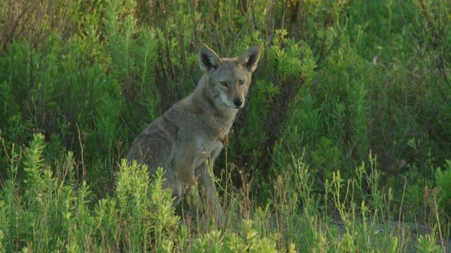 Coyote Sits Down then Howls and Stares at Camera Slow Motion