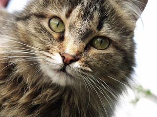 close up portrait of a cat