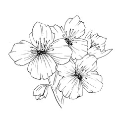 flower illustration on white background