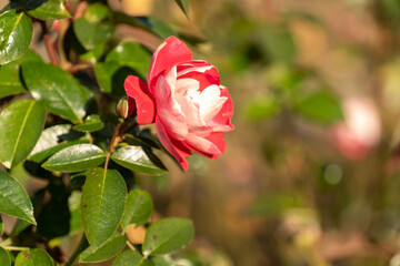Beautiful pink rose on a blurry background.