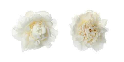 Beautiful peony flowers on white background. Banner design