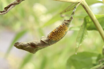 Postura de mariposa. Huevos recién puestos en una hoja de un arbusto en medio del bosque