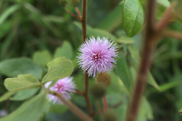 Flora urbana