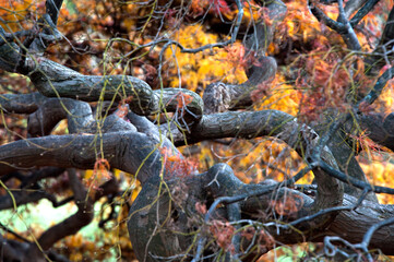Tangled Tree Fall