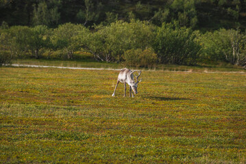 Obraz premium A reindeer grazing in a meadow in northern Norway