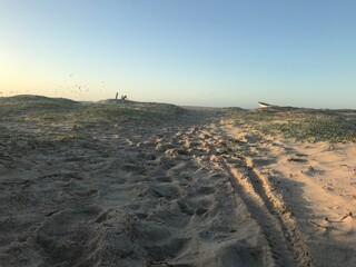 sheep, animal, farm, lamb, wool, grass, agriculture, nature, flock, herd, grazing, field, goat, pasture, white, mammal, livestock, farming, animals, ewe, countryside, meadow, lambs, cute, spring