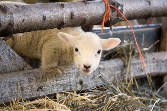 Cute new born Lleyn lamb at lambing time looking through a fence