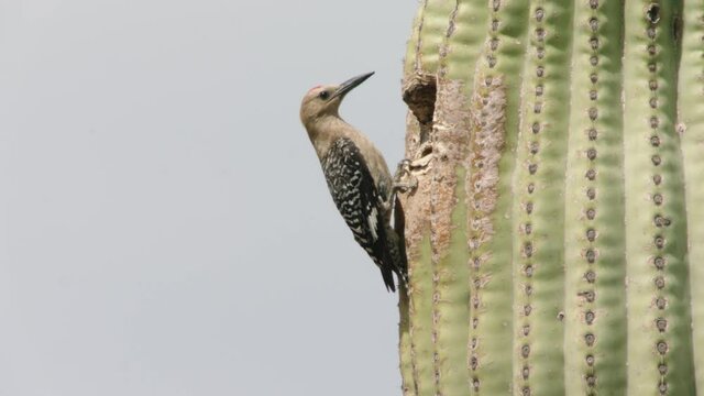 Gila woodpeckers nesting in cactus, New Mexico, USA