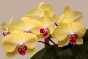 vase of orchids, with blurred leaves at the base and flowers with yellow and purple petals, under a light background.