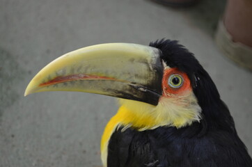 Tucano