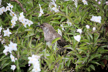 Little Wattlebird (Anthochaera chrysoptera) female guarding nest in Jasmine, South Australia