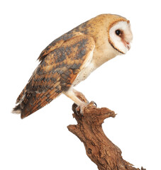 Beautiful common barn owl on twig against white background