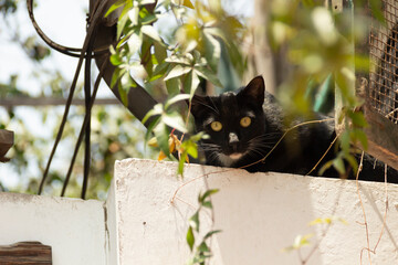 Gato negro asechando una presa