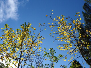 Autumn leaves and blue sky with white clouds (Uppsala, Sweden)