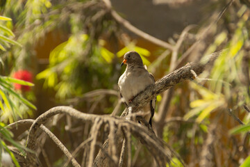 Paloma en un enramado